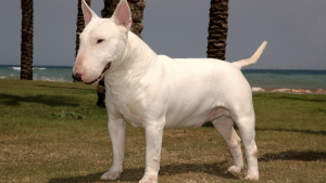 Illustration : "Bull Terrier"