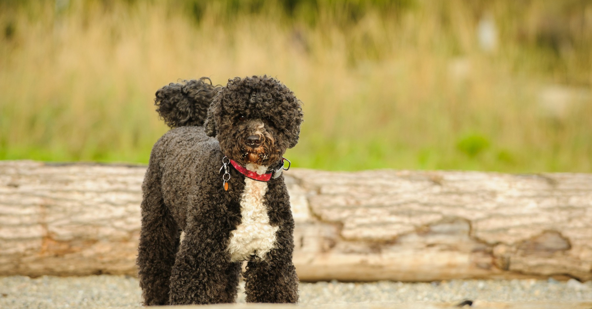 Chien d'Eau Portugais : histoire, caractéristiques, éducation et coût