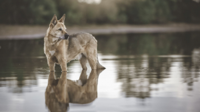 Illustration : "Chien de Canaan"