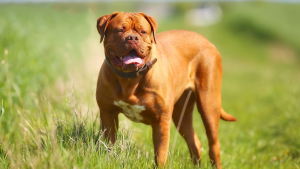 Illustration : "Dogue de Bordeaux"