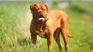 Illustration : "Dogue de Bordeaux"