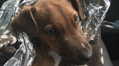 Illustration : "Après avoir été jeté sur le bord de la route, ce chiot décide de s’accrocher à la vie et parvient à se remettre de ses blessures "