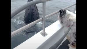 Illustration : "La magnifique rencontre de Skipper, le Berger Australien, avec une baleine à bosse (vidéo)"