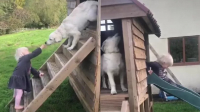 Illustration : Le lien unique entre une petite fille et son chiot Golden Retriever fait sensation sur TikTok