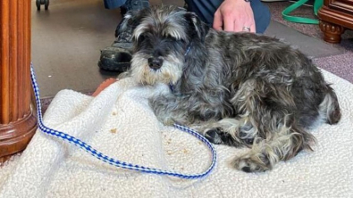 Illustration : Un Schnauzer nain évite la noyade grâce à l'intervention d'un officier de police