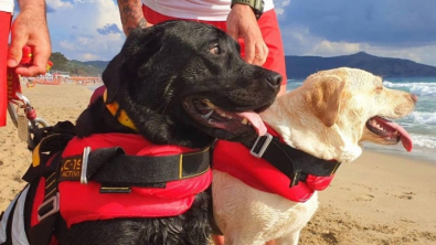 Illustration : Un duo de chiens de sauvetage en mer vient en aide à une jeune fille, mise en difficulté par les vagues (vidéo)