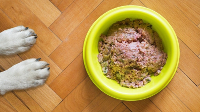 Illustration : Les bienfaits d'une alimentation humide pour votre chien