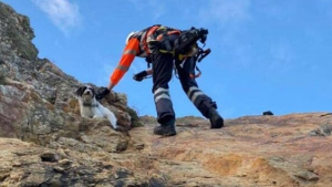 Illustration : "Après une chute vertigineuse, un chien fait une descente en rappel le long d’une falaise avec un garde-côte (vidéo)"