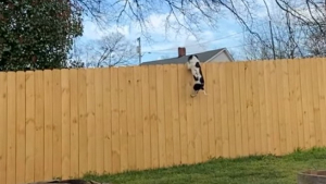Illustration : "Un chien de 10 mois parvient à sauter en-haut d’une clôture de près de 3 mètres de haut, sous les yeux ébahis de son propriétaire (vidéo)"