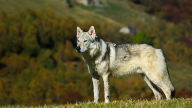 Illustration : "Chien-Loup Tchécoslovaque"