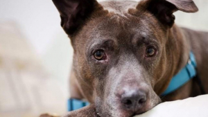 Illustration : "Un chien de race Pitbull dévasté par l'incendie de sa maison attend depuis 5 ans son adoption dans un refuge"
