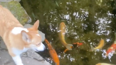 Illustration : "Un Corgi panique lorsqu’il ne voit plus ses amis poissons dans le bassin de son jardin (vidéo)"