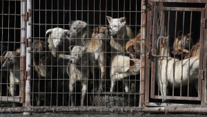 Illustration : "50 chiens retrouvés dans un abattoir : le propriétaire responsable du trafic canin a été condamné"