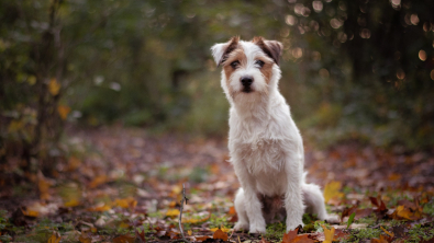 Illustration : "Parson Russell Terrier"