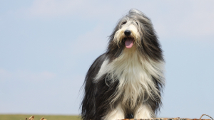 Illustration : "Bearded Collie"