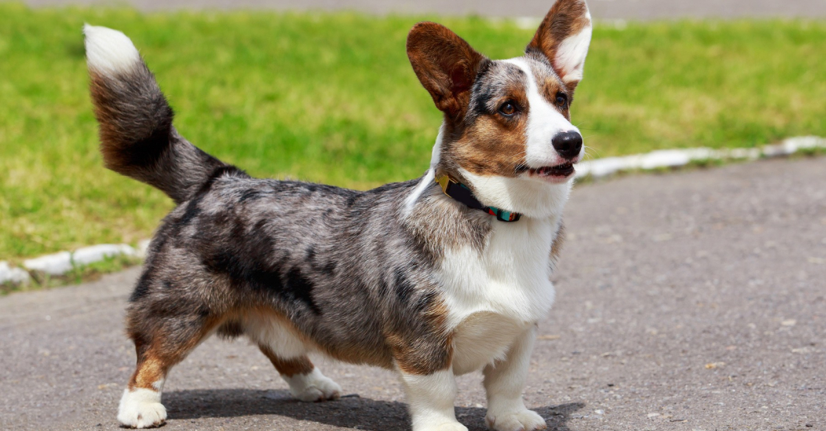 Welsh Corgi Cardigan : histoire, caractéristiques, éducation et coût