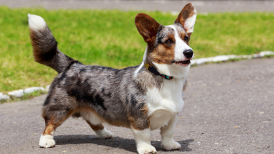 Illustration : "Welsh Corgi Cardigan"