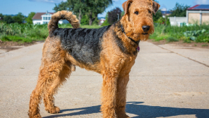 Illustration : "Airedale Terrier"