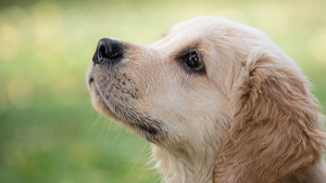 Illustration : "8 types de chiens d'assistance et leurs compétences exceptionnelles qui changent des vies"