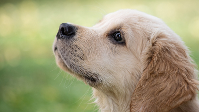 Illustration : "8 types de chiens d'assistance et leurs compétences exceptionnelles qui changent des vies"
