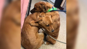 Illustration : "3 chiots ayant vécu une vie misérable dans un enclos insalubre se consolent en se faisant un câlin"