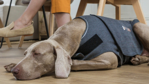 Illustration : "Gilet pour chien ThunderShirt : une solution innovante pour apaiser naturellement les canidés stressés"