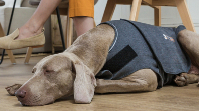 Illustration : "Gilet pour chien ThunderShirt : une solution innovante pour apaiser naturellement les canidés stressés"