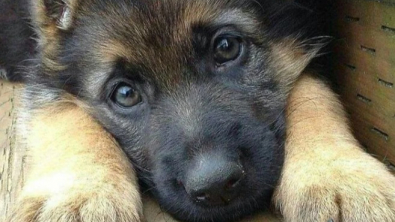 Illustration : "20 photos offrant un aperçu du charme irrésistible des chiots Bergers Allemands"