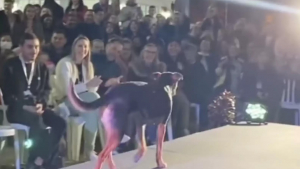 Illustration : "Un chien vole la vedette à des mannequins pendant un concours de beauté (vidéo)"