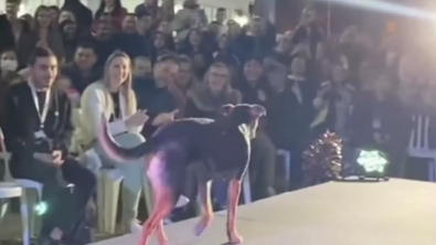 Illustration : "Un chien vole la vedette à des mannequins pendant un concours de beauté (vidéo)"