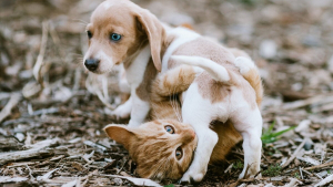 Illustration : "10 photos adorables de chiens dont les meilleurs amis sont des chats"