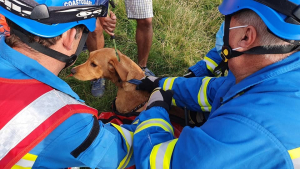 Illustration : "Le sauvetage délicat d'un chien ayant fait une chute de neuf mètres après être tombé d'une falaise"