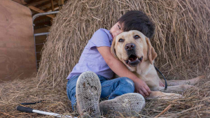 Illustration : "Ce Labrador a changé la vie d'un petit garçon autiste et aveugle"