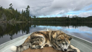 Illustration : "20 photos adorables de chiens ayant fini par hisser le drapeau blanc face au sommeil"