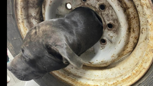 Illustration : "Un vétérinaire ingénieux découvre un chien avec la tête coincée dans une jante de voiture"