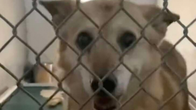 Illustration : "Après 14 ans passés dans le même refuge, ce chien désespéré pensait finir ses jours sans jamais connaître l'amour d'une famille"