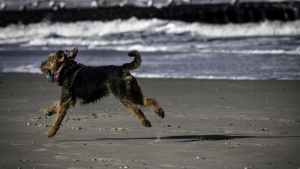 Illustration : "Ce chien devient un héros, en alertant les sauveteurs, après que sa maîtresse ait eu un malaise sur la plage"