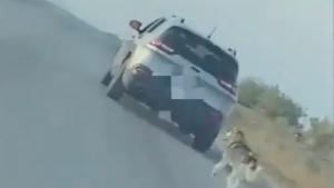 Illustration : "La vidéo d’un chien abandonné au bord de la route rend les internautes furieux"