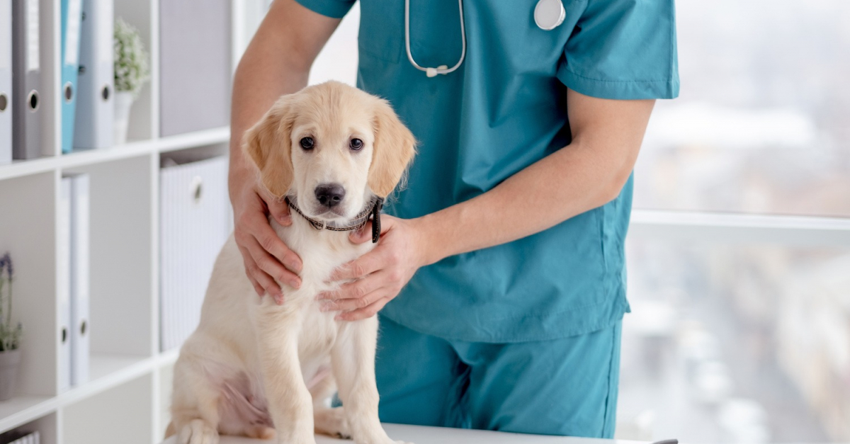 Stériliser son chiot pourquoi, quand et comment