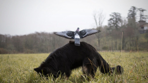 Illustration : "20 photos illustrant l'amitié touchante et étonnante entre un Berger Allemand et un trio d'oiseaux"