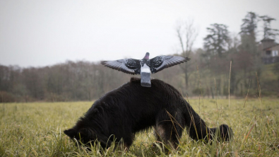 Illustration : 20 photos illustrant l'amitié touchante et étonnante entre un Berger Allemand et un trio d'oiseaux