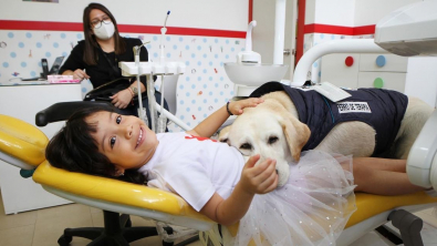 Illustration : "Rencontrez Aldo, un Labrador devenu l'assistant préféré des dentistes pour rassurer les enfants"