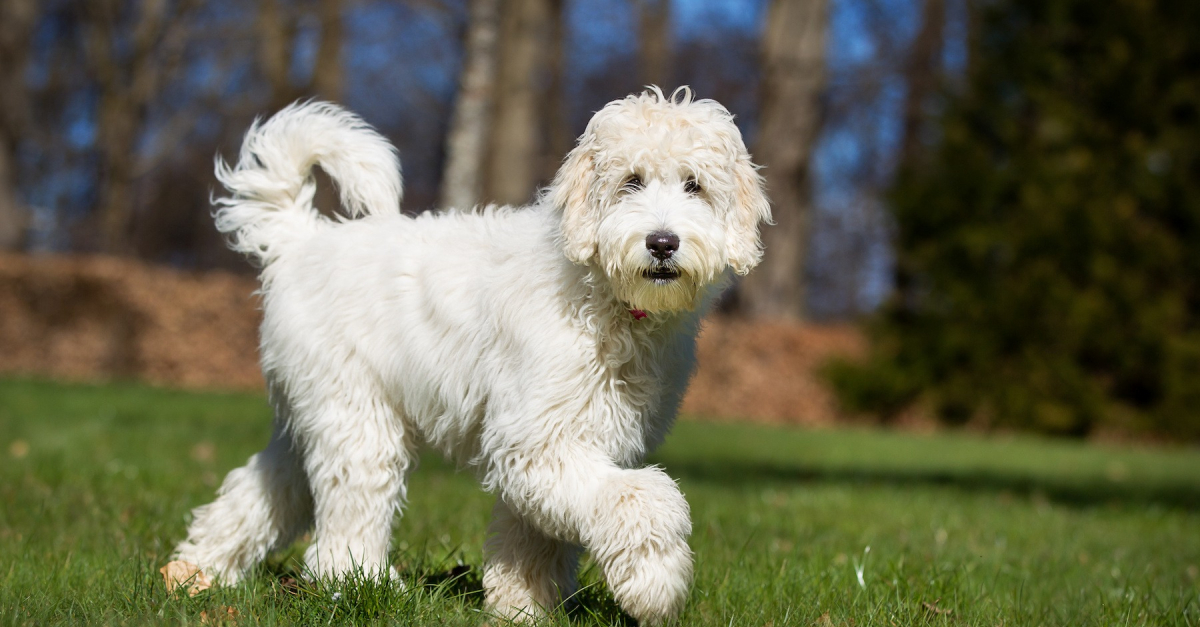 Labradoodle histoire, caractéristiques, éducation et coût