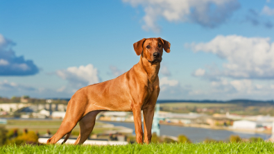 Illustration : Rhodesian Ridgeback