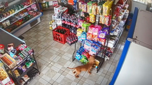 Illustration : "Un chien rusé tente de voler de la nourriture dans un magasin et impressionne les internautes par son art de la discrétion (vidéo)"