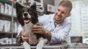 Illustration : "Les tarifs vétérinaires pour chien"