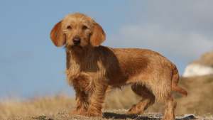 Illustration : "Basset Fauve de Bretagne"