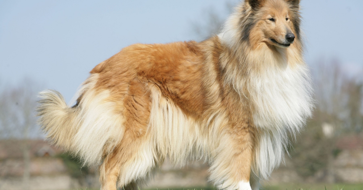 Colley à poil long histoire, caractéristiques, éducation et coût