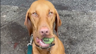 Illustration : "Ce chien ne peut pas s'empêcher de demander aux étrangers de jouer avec lui au parc (vidéo)"