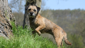 Illustration : "Border Terrier"